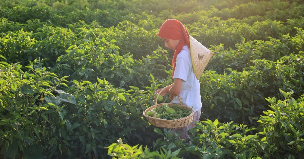 Peluang Kerja Lulusan Agribisnis Pertanian dan Prospek Kariernya