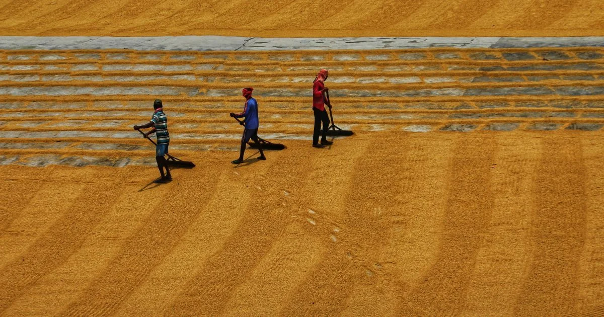 Cara Membuat Rencana Usaha Tani Sederhana untuk Petani Pemula