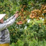 Cara Menangani Hasil Panen dengan Benar untuk Menjaga Kualitas