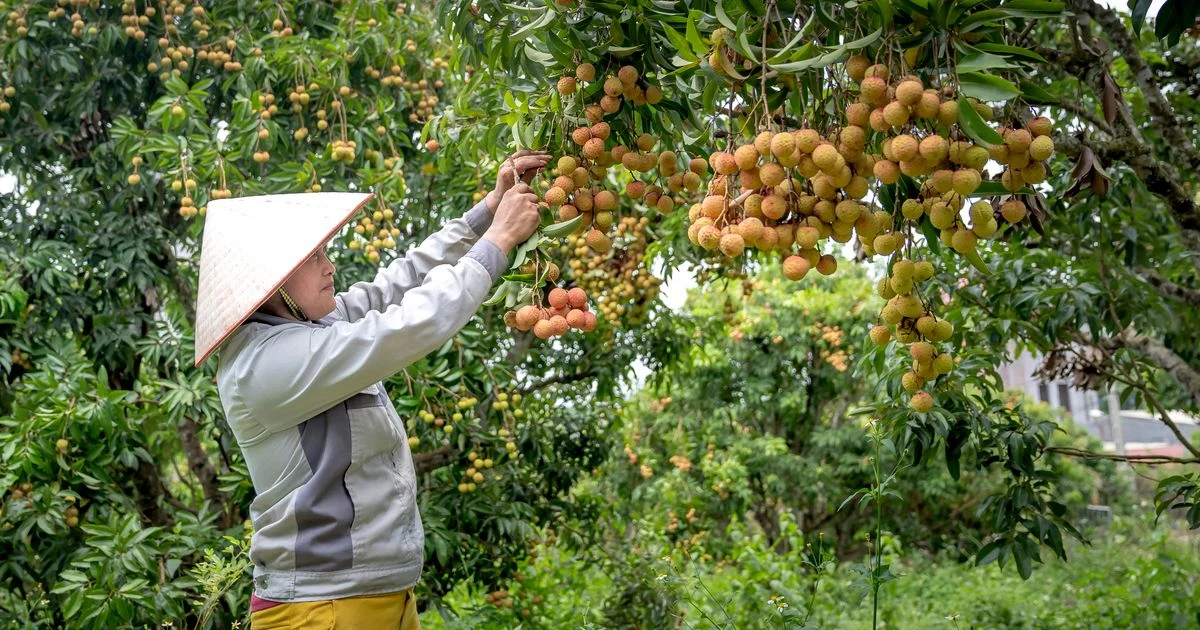Cara Menangani Hasil Panen dengan Benar untuk Menjaga Kualitas