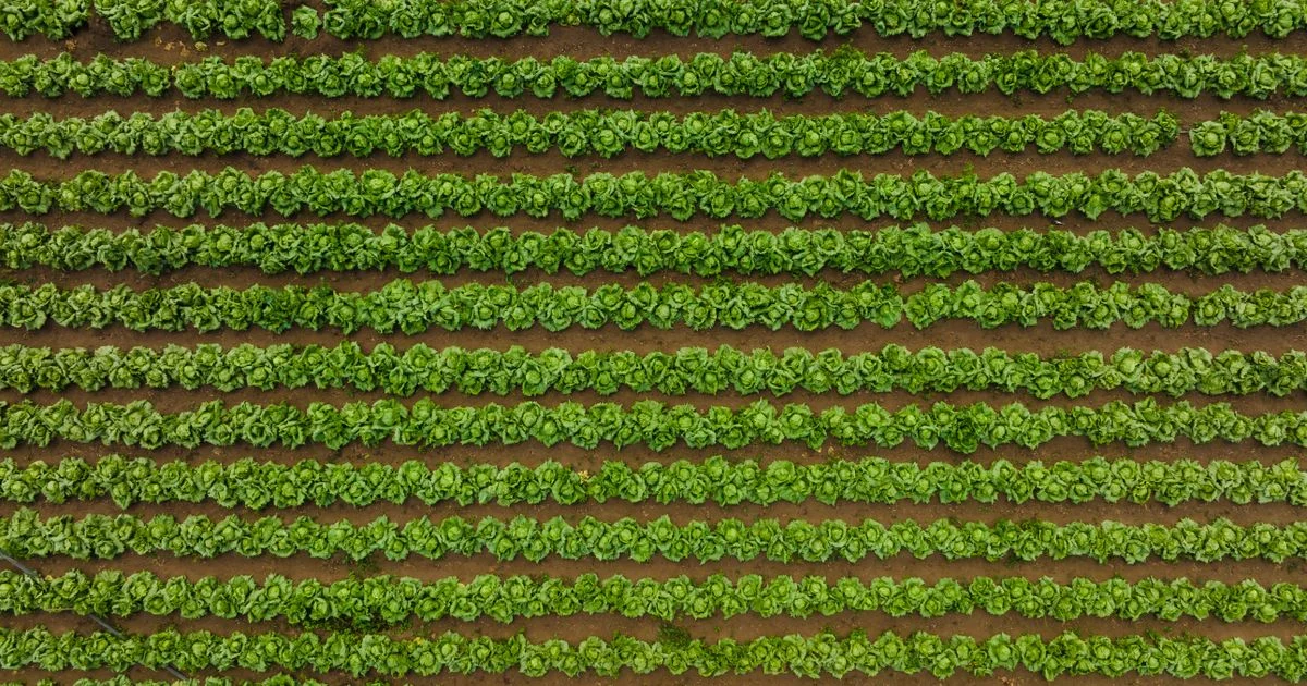 Panduan Praktis Cara Membuat Produk Olahan Hasil Pertanian untuk Petani