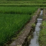 Pentingnya Kesuburan Tanah dalam Budidaya Tanaman untuk Hasil Optimal