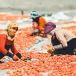 Pentingnya Sortasi dan Grading Hasil Pertanian untuk Meningkatkan Nilai Jual