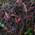 Cara Menentukan Kebutuhan Pupuk Tanaman secara Tepat untuk Petani
