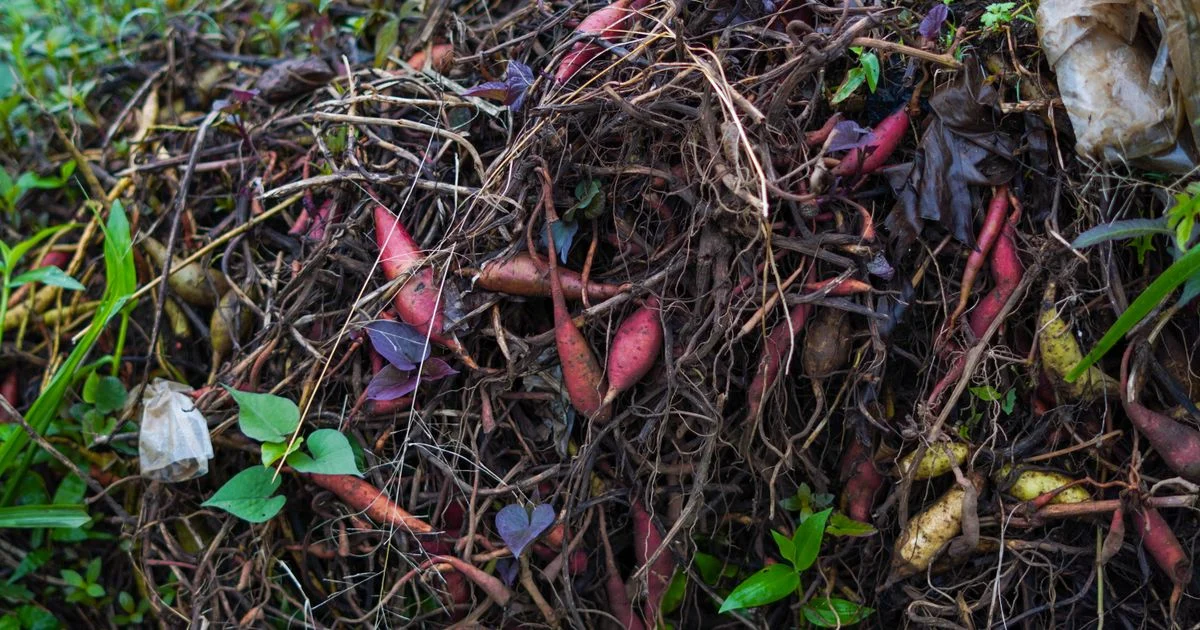 Cara Menentukan Kebutuhan Pupuk Tanaman secara Tepat untuk Petani