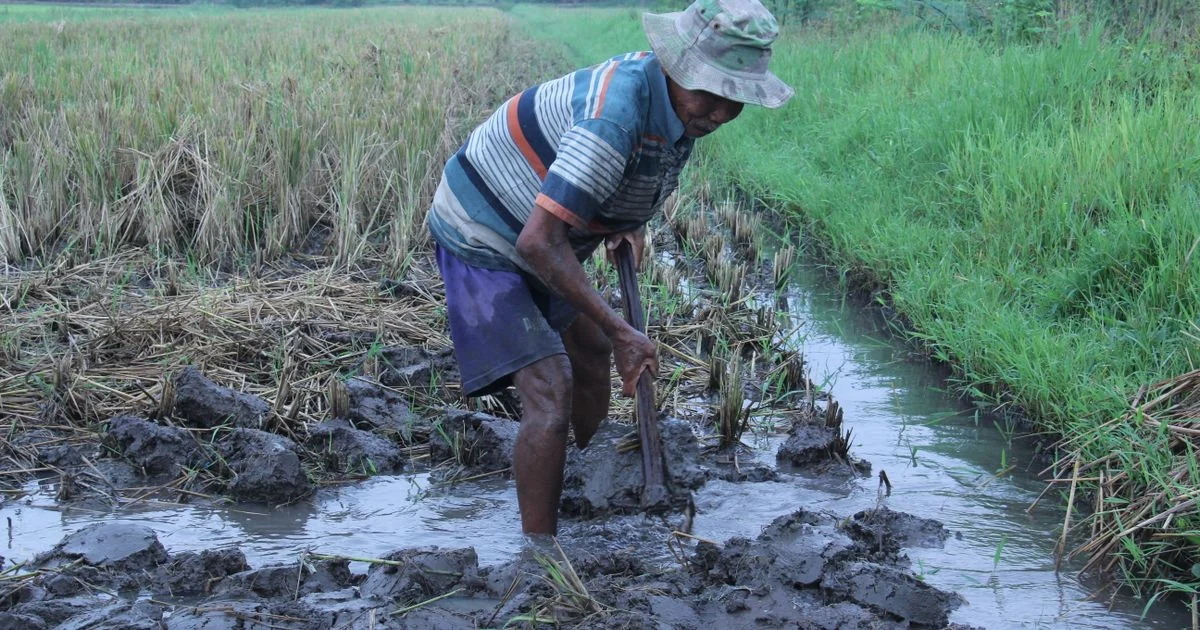 Manfaat Tumpangsari dalam Budidaya Pertanian untuk Produktivitas Lahan