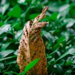 Panduan Praktis Cara Mengenali Gejala Penyakit Tanaman Secara Dini