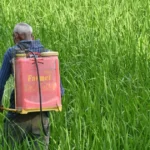 Panduan Praktis Cara Menggunakan Pestisida dengan Aman bagi Petani