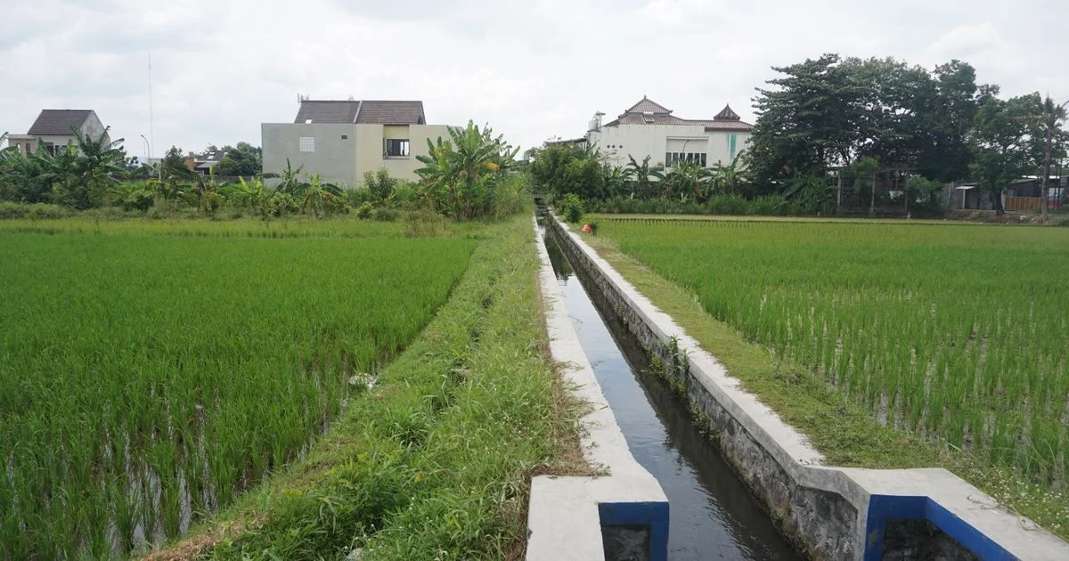 Pentingnya Drainase pada Lahan Pertanian untuk Hasil Panen Optimal
