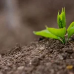 Pentingnya Pemupukan Berimbang dalam Pertanian untuk Hasil Optimal