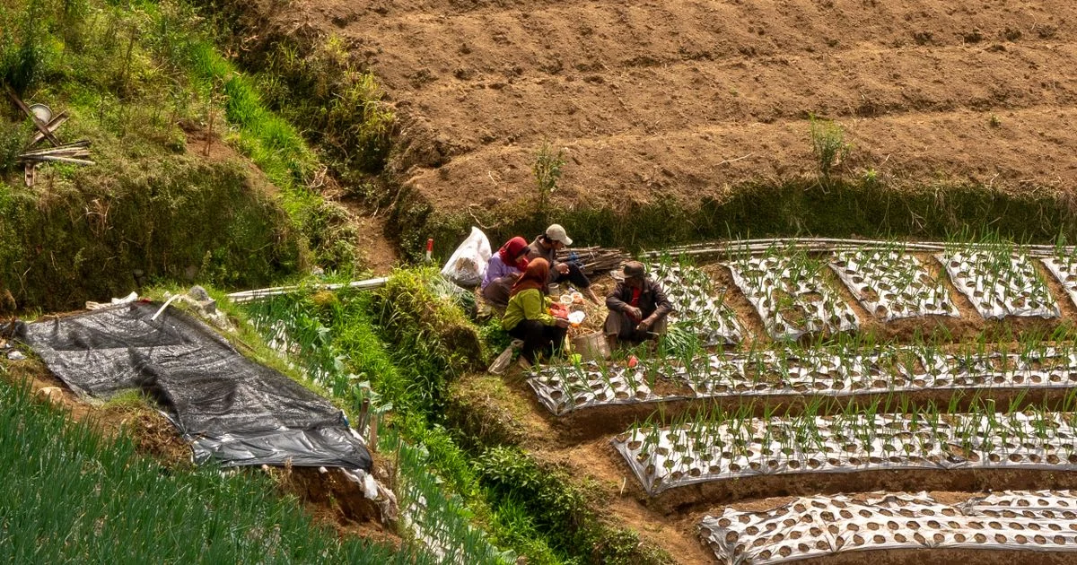 Pentingnya Rotasi Tanaman untuk Kesehatan Lahan Pertanian