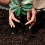Tips Merawat Bibit Sebelum Pindah Tanam agar Tumbuh Subur