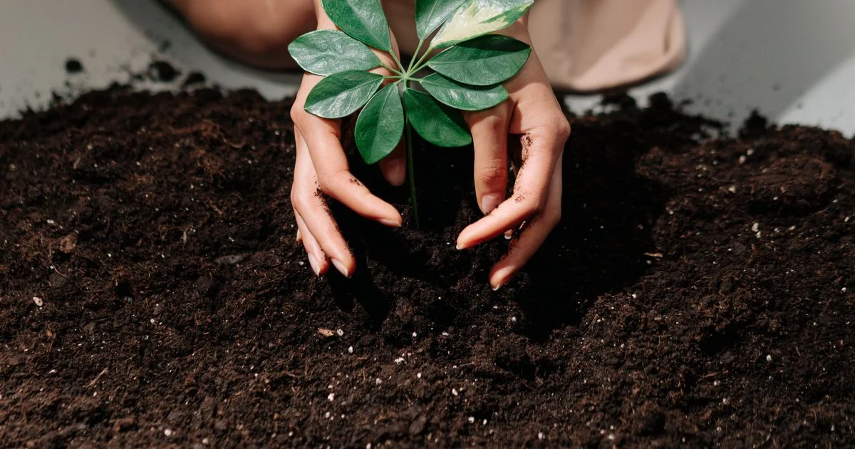 Tips Merawat Bibit Sebelum Pindah Tanam agar Tumbuh Subur